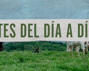 Collection image for: Cortes del día a día